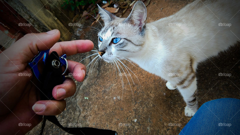 O gato de olhos azuis e bigode olhando para o meu dedo.