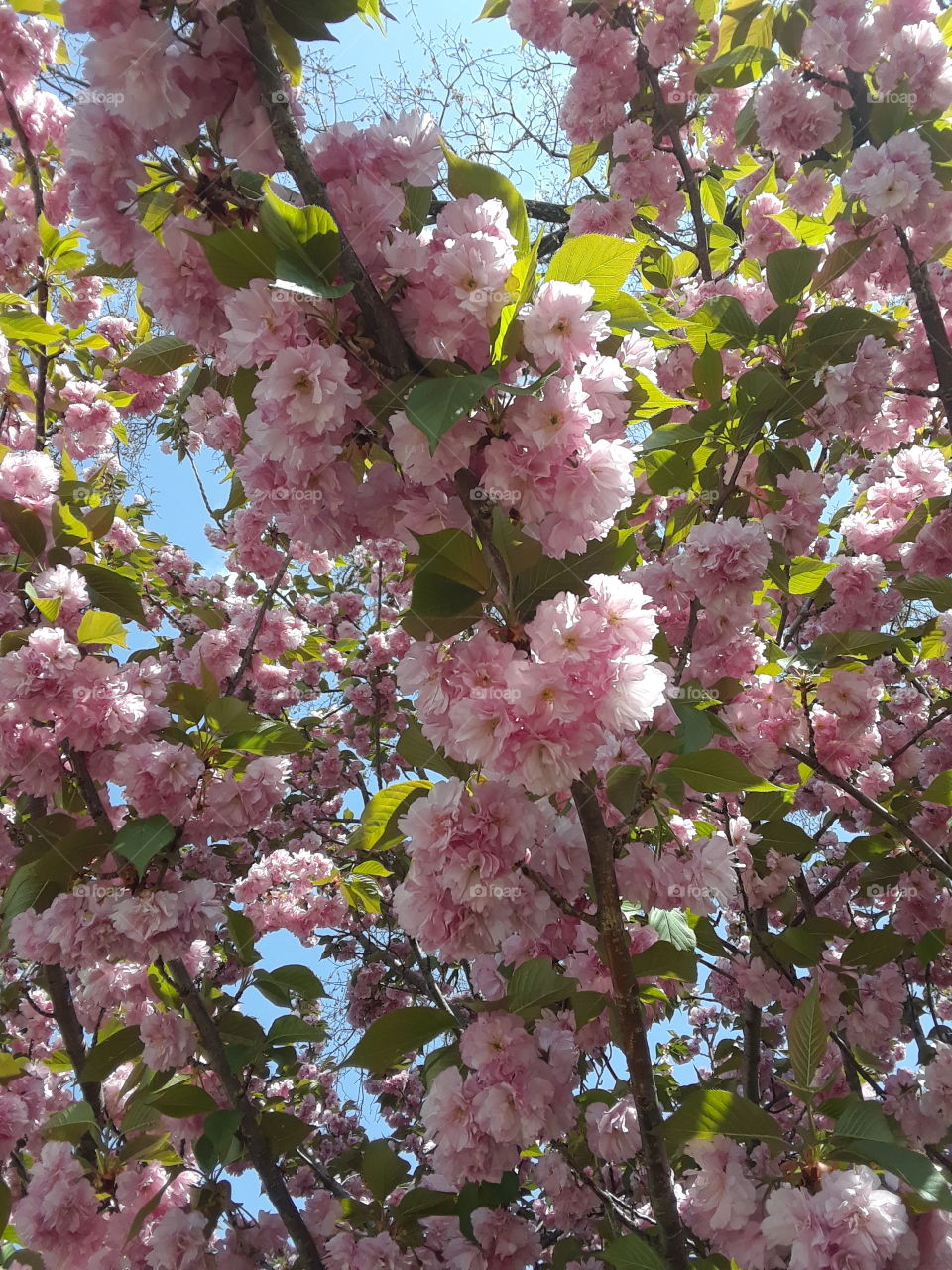 Beautiful clusters of blooms on a tree.