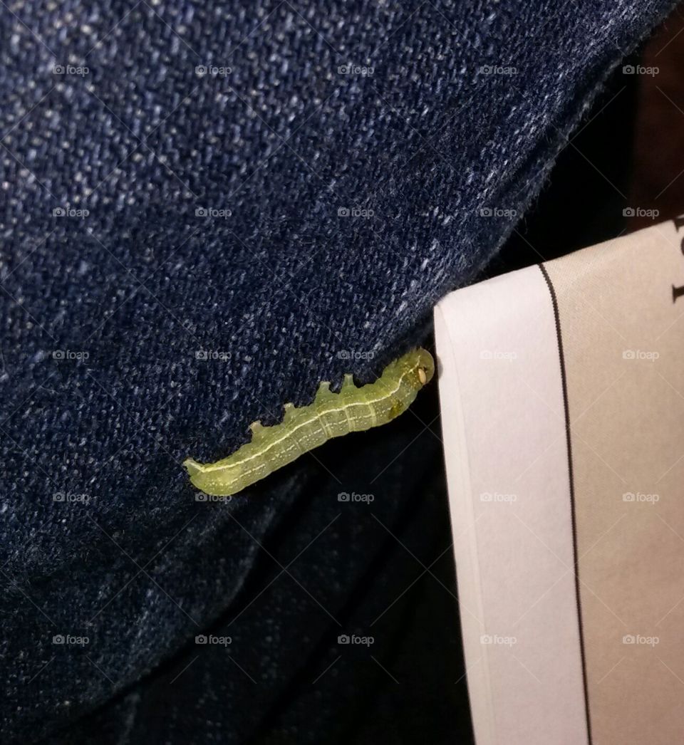 Caterpillar 1