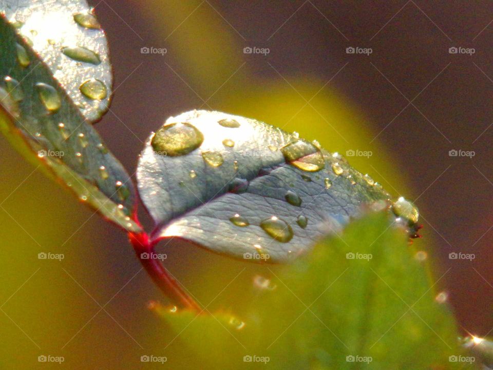 Regentropfen auf einem Rosenblatt