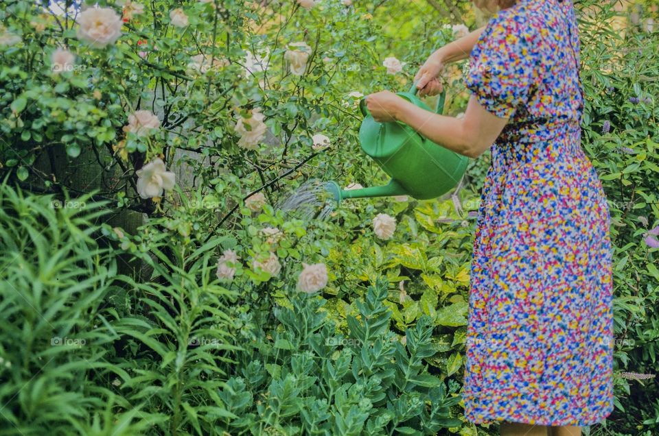 Garden. Watering plants 