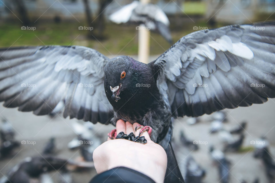 Feeding city doves