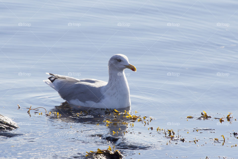 Seagull swimming - fiskmås simmar