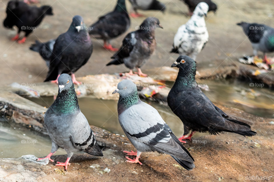 Pigeons