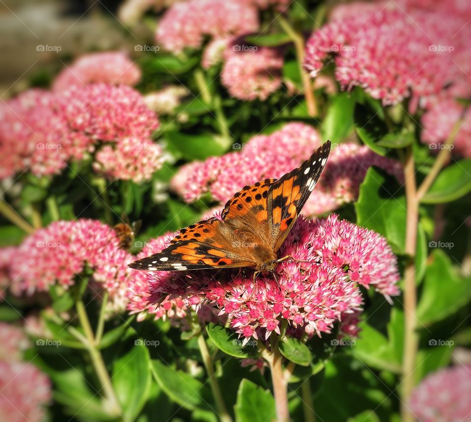 My yard - butterfly