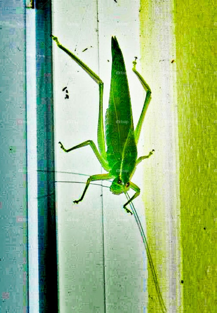 Big Ass Grasshopper of Costa Rica