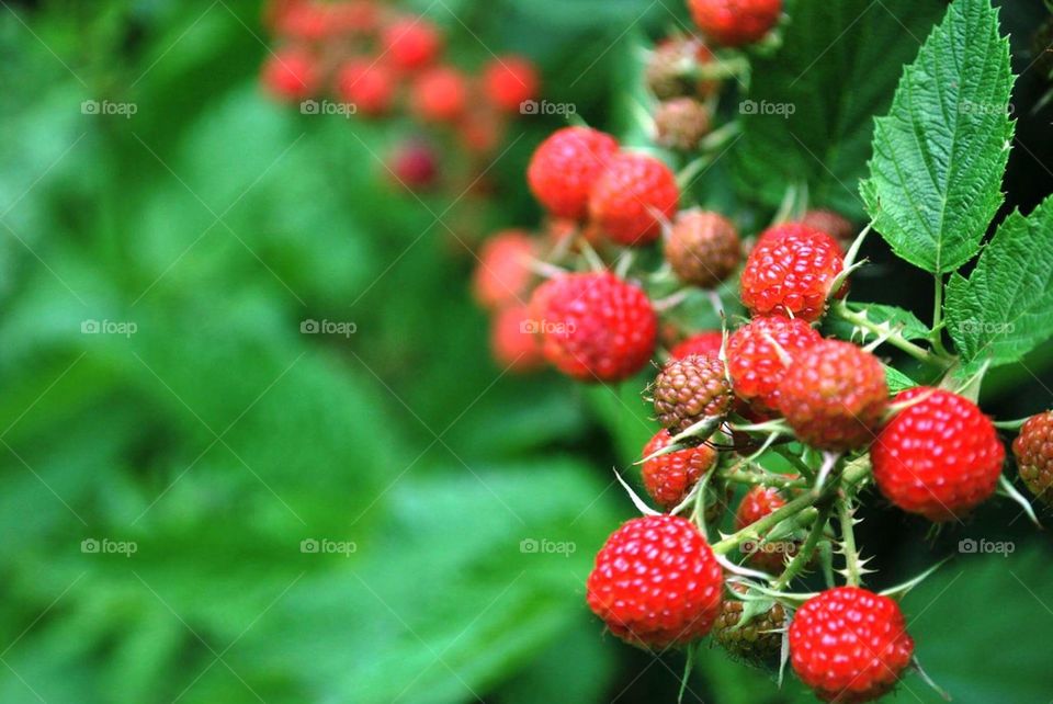 A blackberry bush with growing berries 