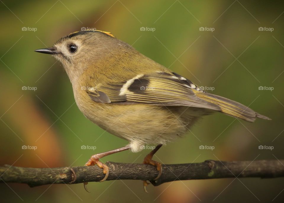 Goldcrest 