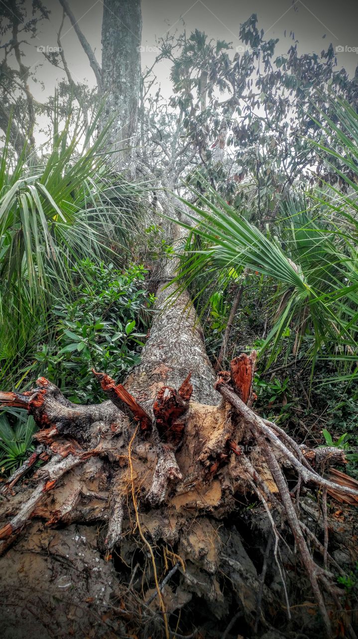 fallen tree