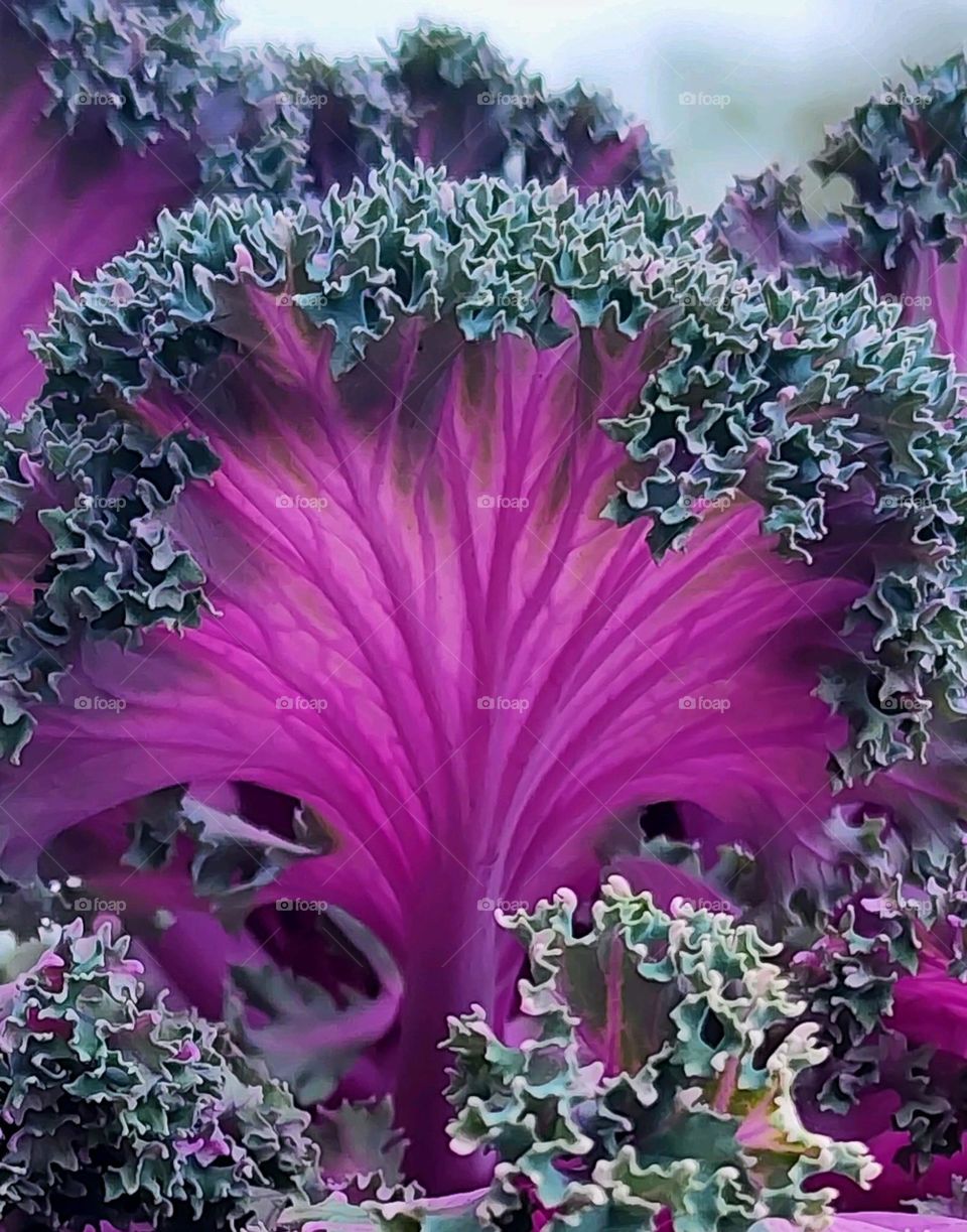 Purple Leaf - Hoja morada