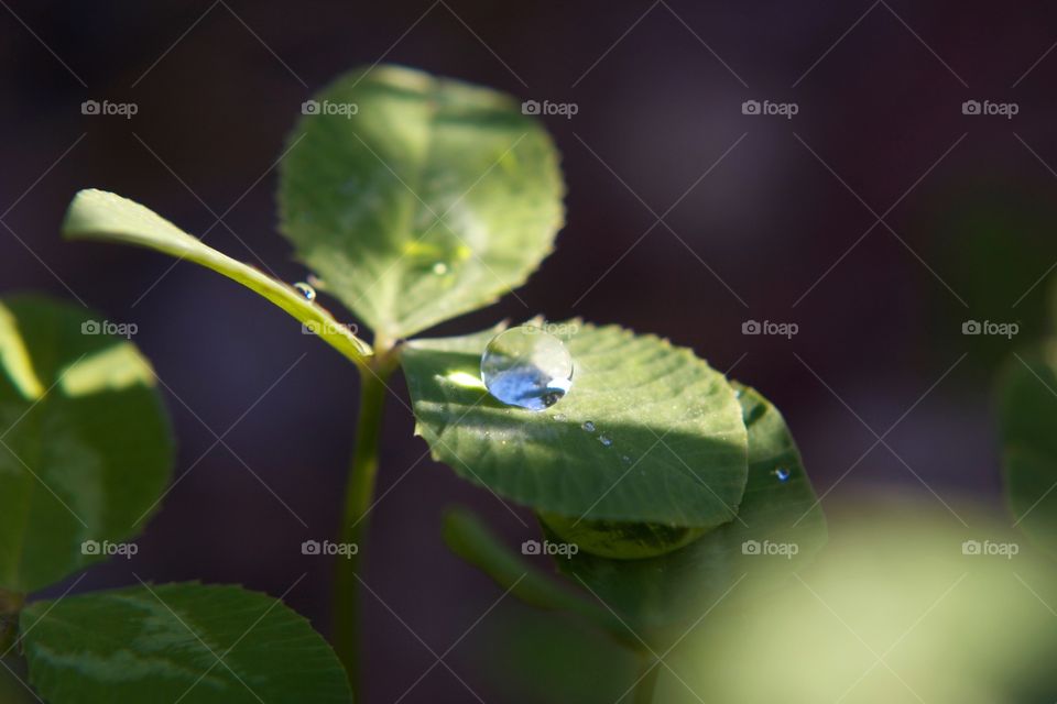 Water droplet