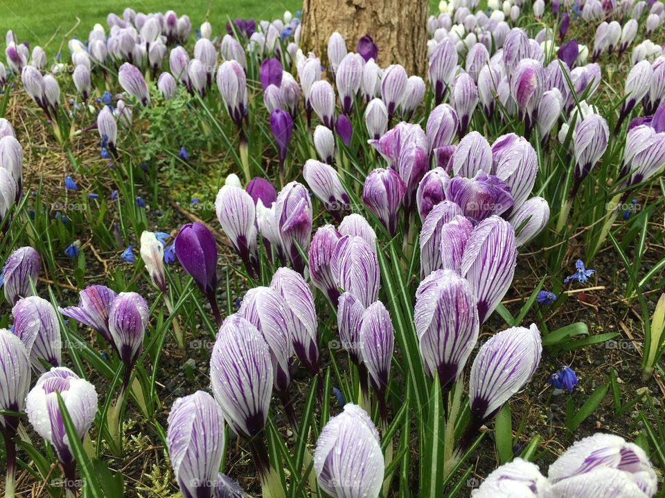 Crocus flowers during springtime