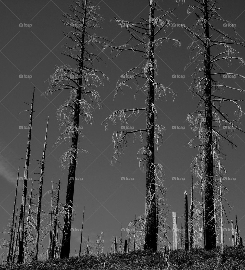 Towering trees bare from a forest fire in the woods 