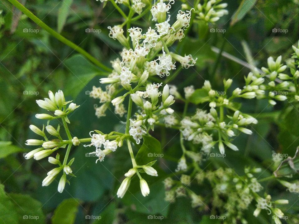 Flowers with white color and emit a fragrant aroma.