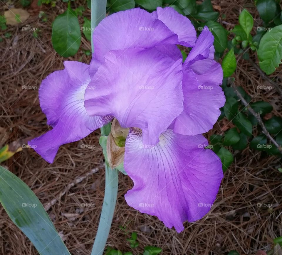 pretty iris