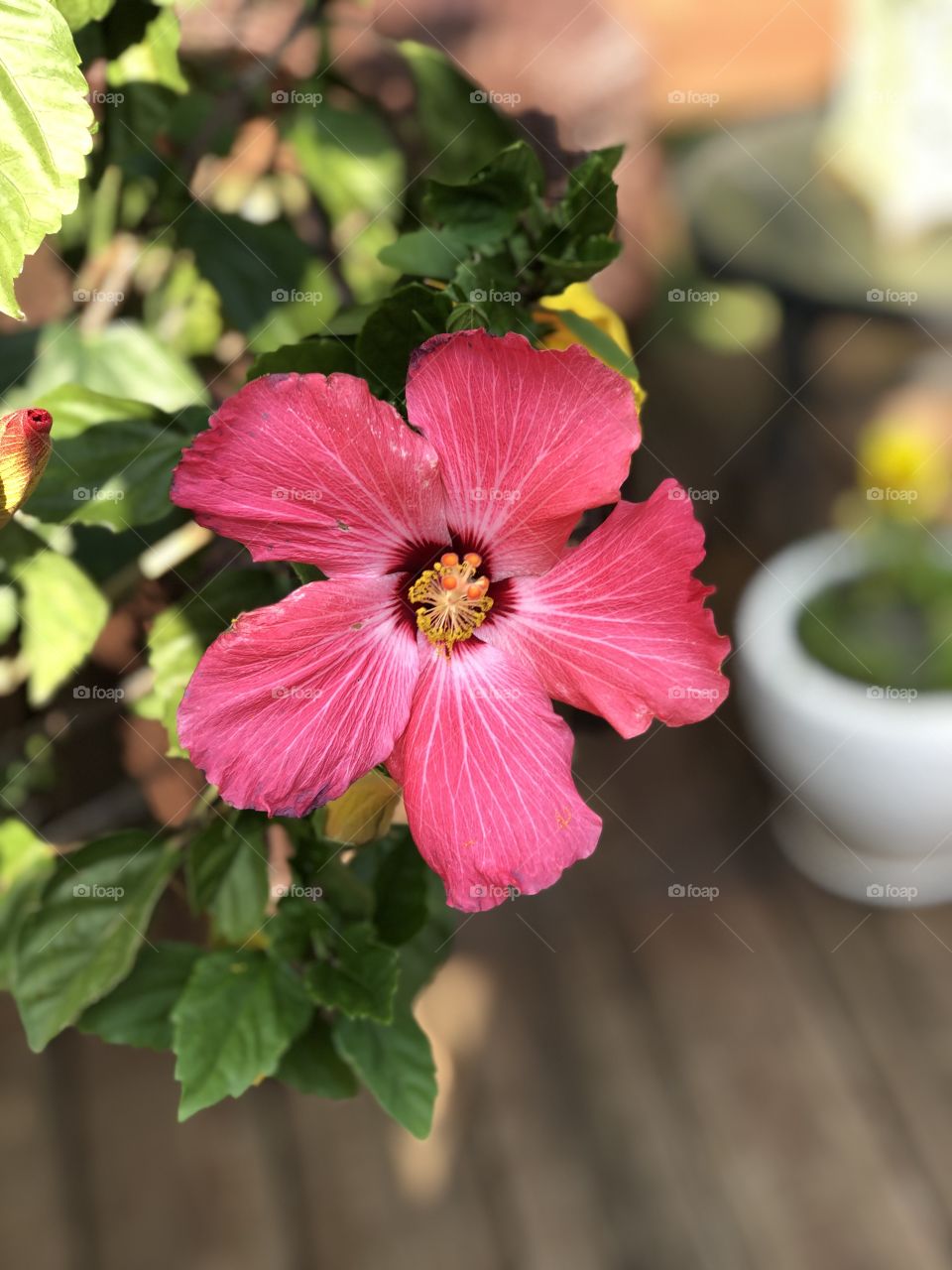 Pink Hibiscus 