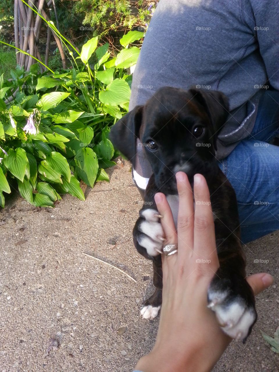 curious boxer puppy. rescued