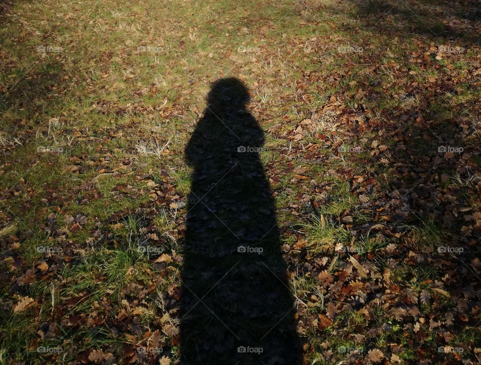 My shadow in the wood