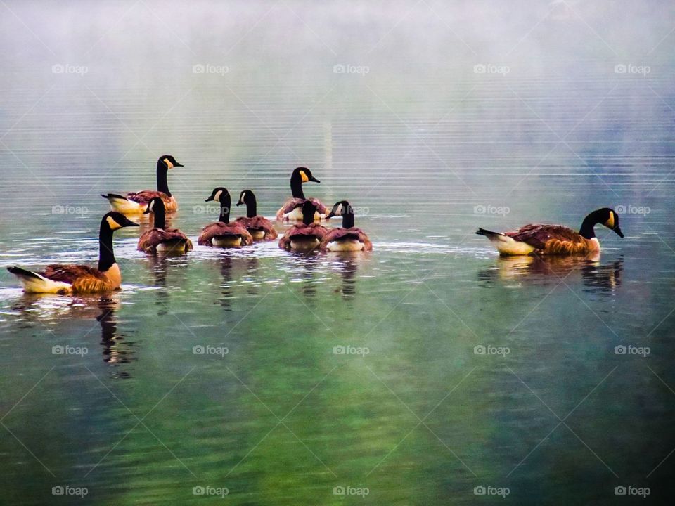 Morning Fog. Geese in a gentle fog covered lake on a quiet morning 