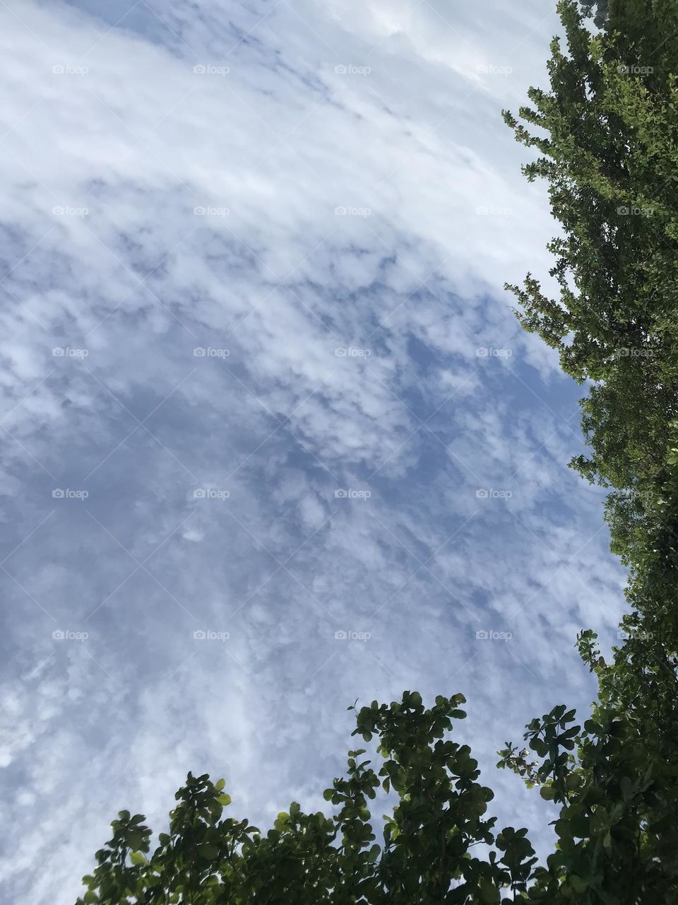 Green leaf,sky