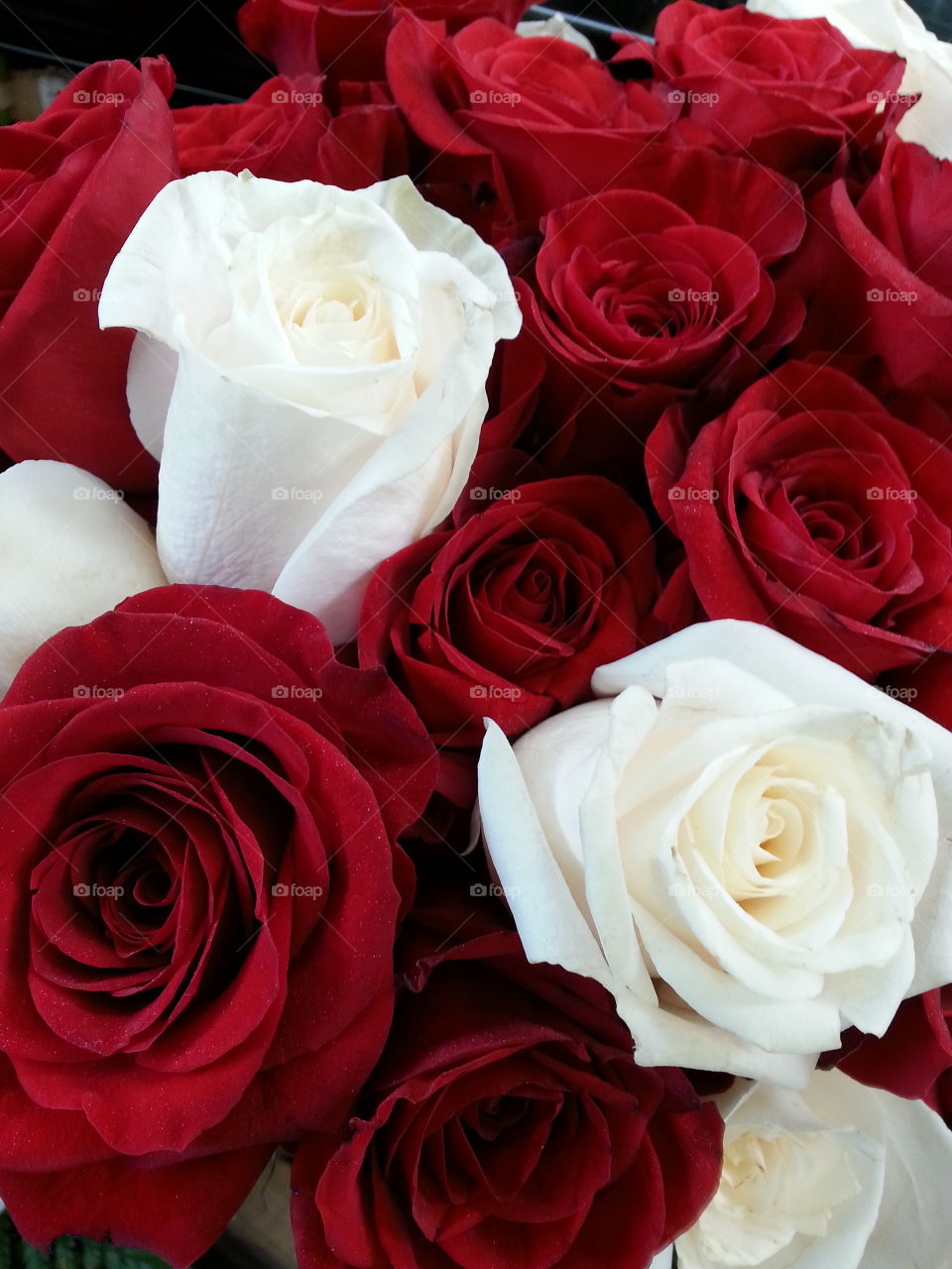 roses. bouquet