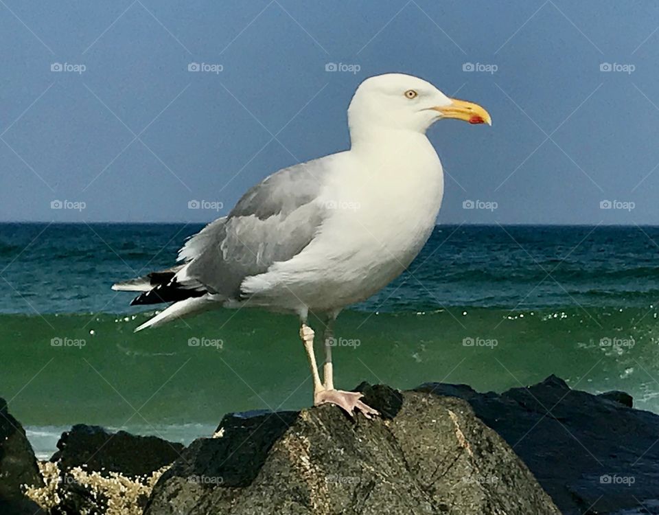 Seagull at Hampton NH