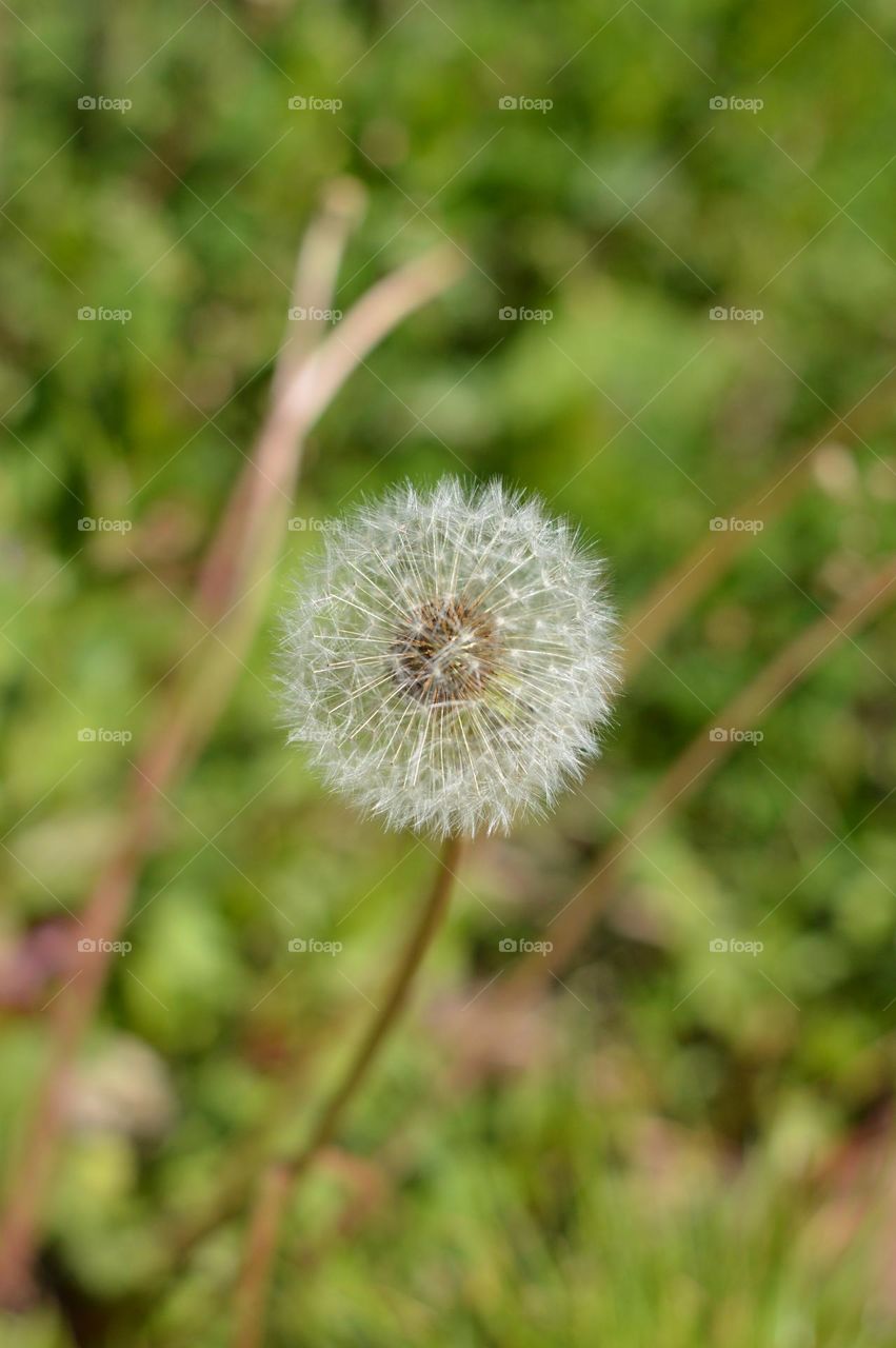 Dandelion