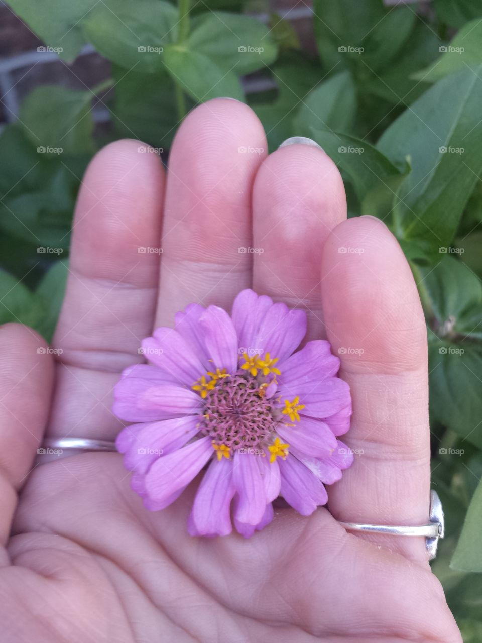 handful of color (lavender)