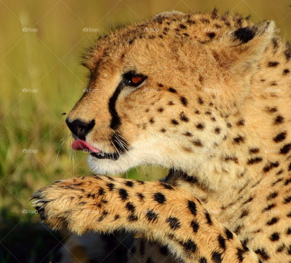 Cheetah on Kenya