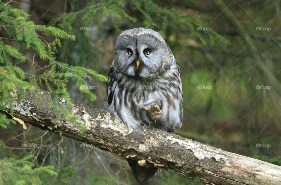 great grey bird owl by tootmas