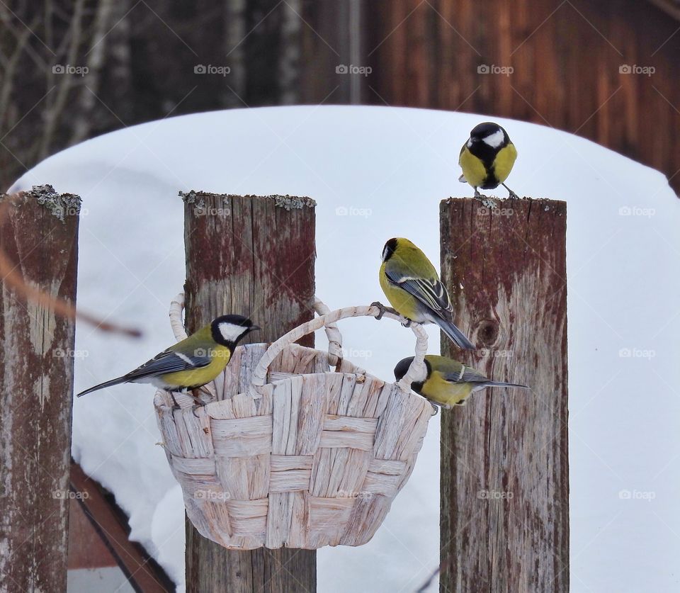 Four birds great tit