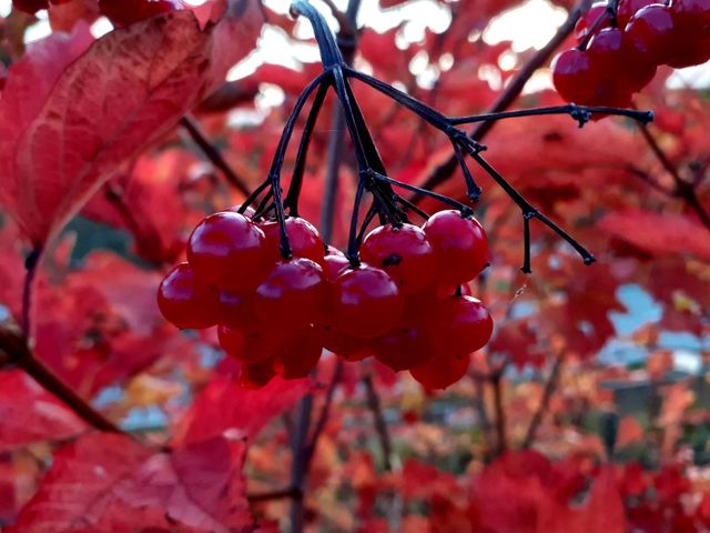 red berries after the rain