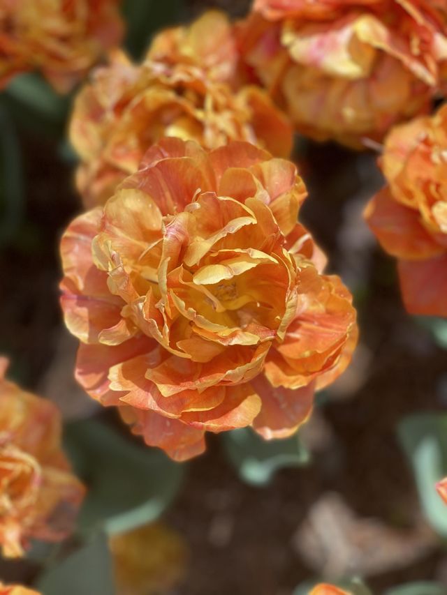 Orange Flower 