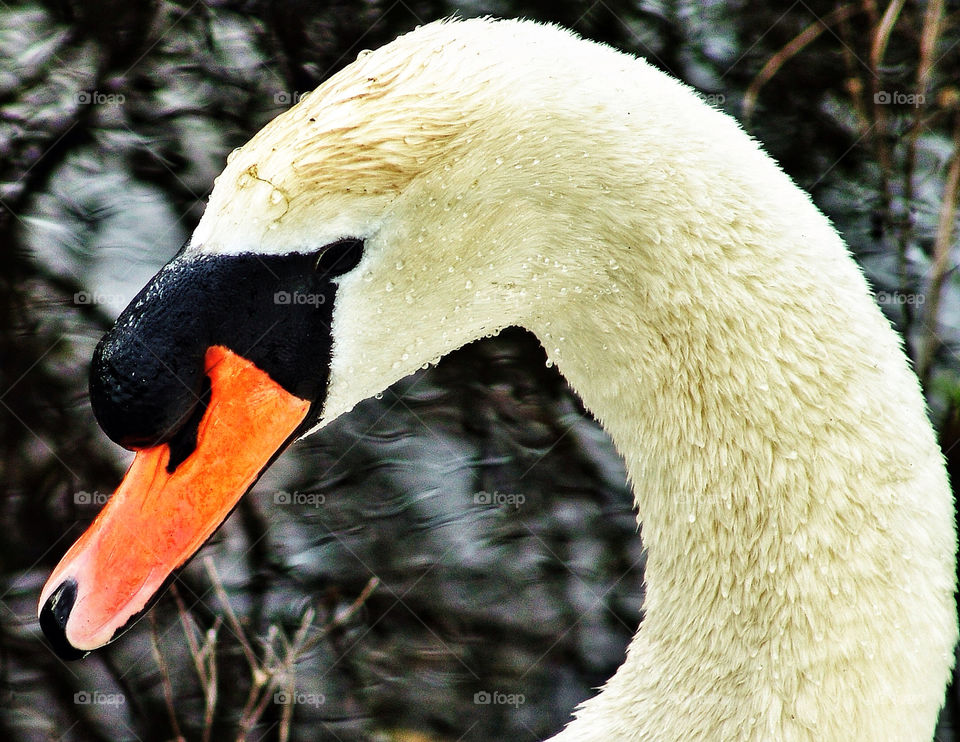 macro close white lake by delvec