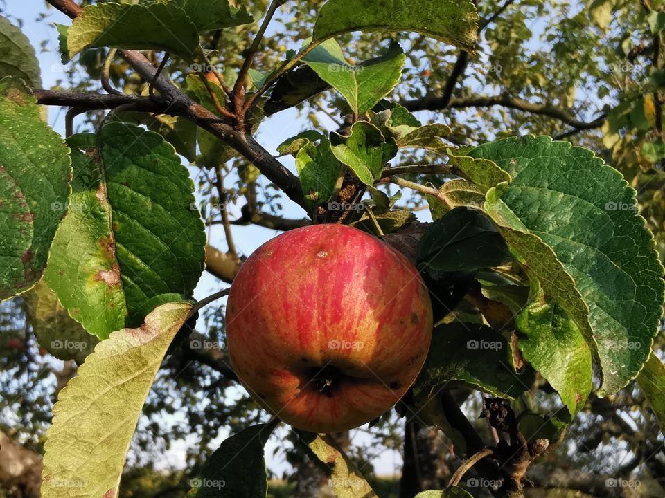 Der erste Apfel am Baum