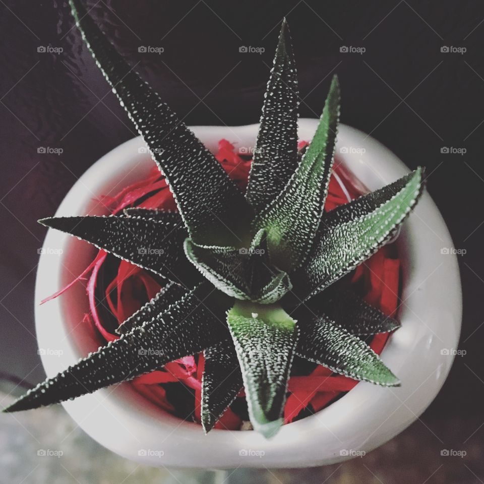 Close-up of house plant