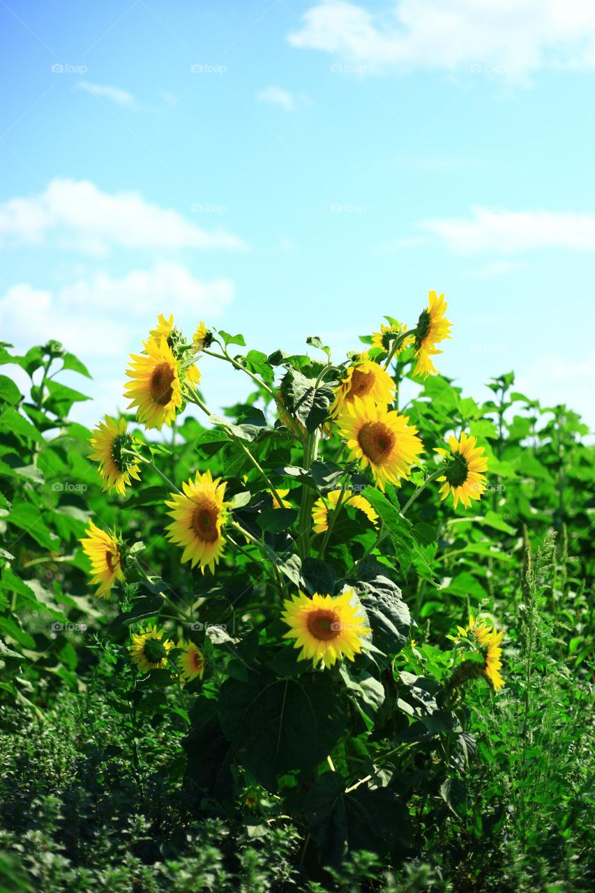 sunflowers