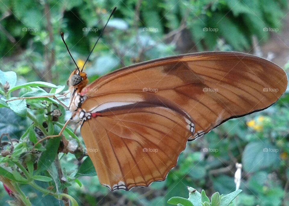 Butterfly, Brown winged