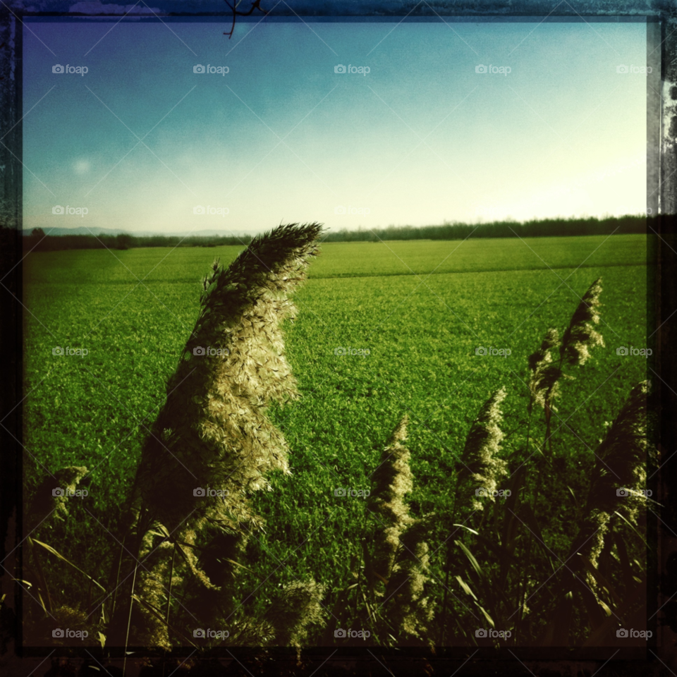 winter sky meadow reeds by uolza