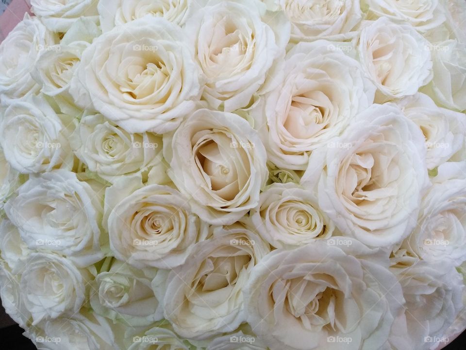 White head roses bunch