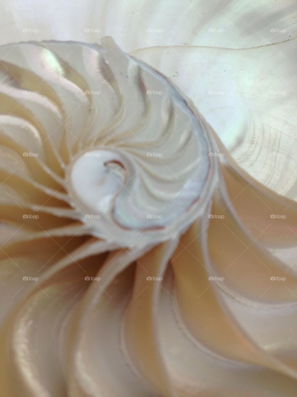 Desktop, Delicate, Color, Texture, Cream