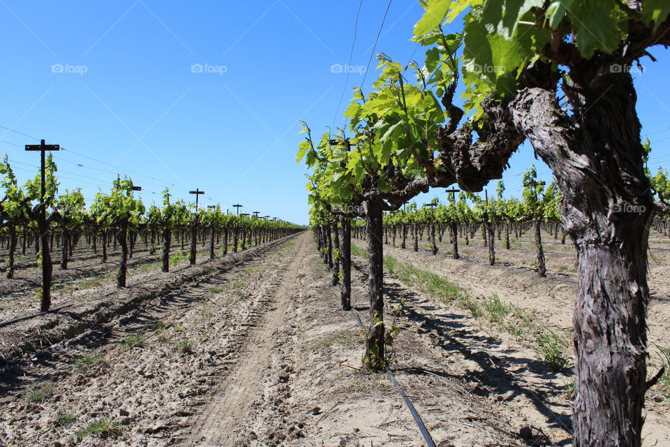 grape Orchard