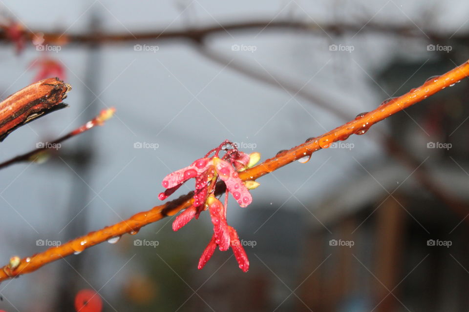 Maple seeds in April rain