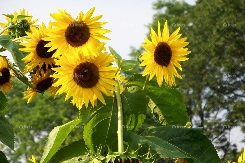Sunflowers growing in garden 