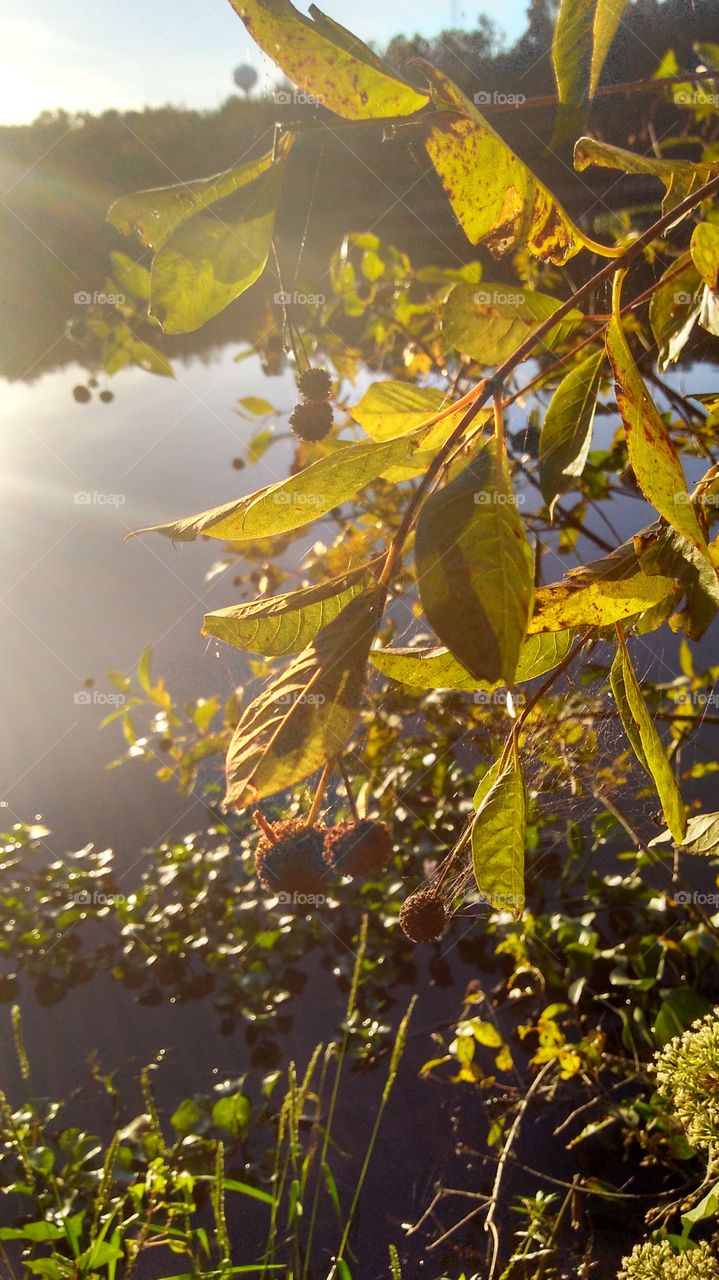 Sunlight and Detailed Foliage
