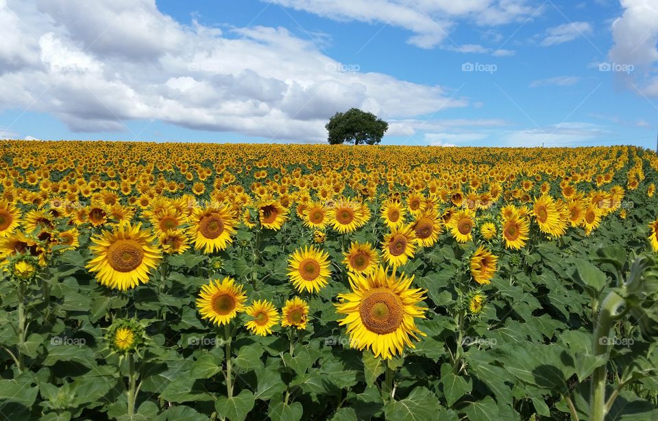 Field of sunflowers with lonely tree