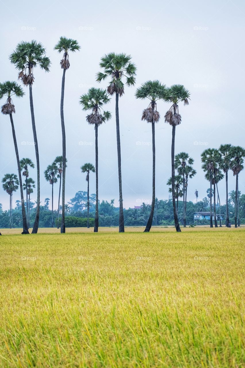 Beautiful sugar palm in rice fields at Thailand