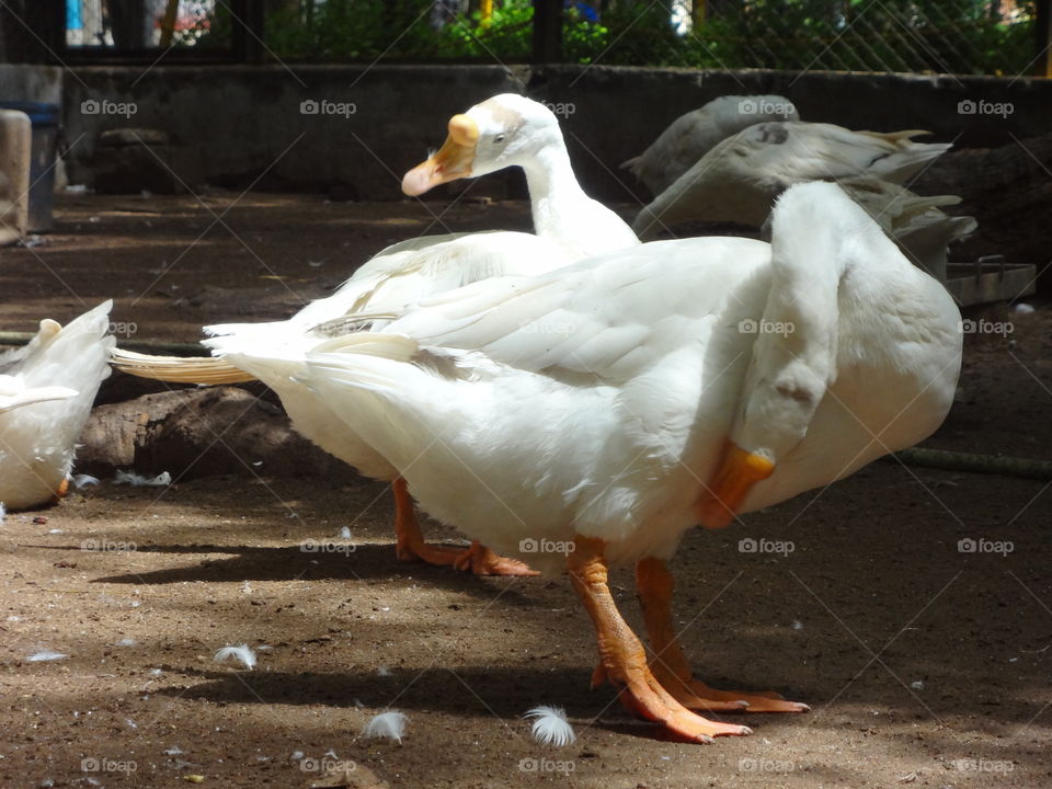 Ducks basking in sunlight