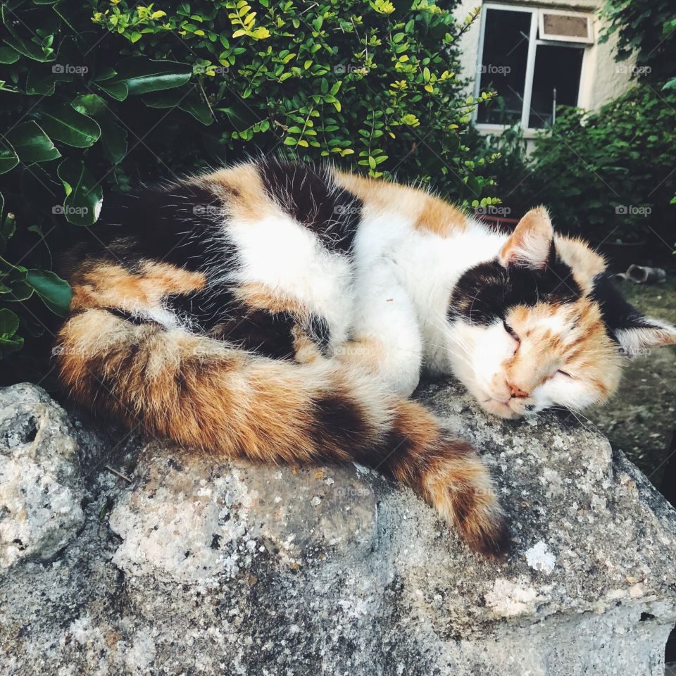 Old pretty coloured cat sleeping on a stone wall