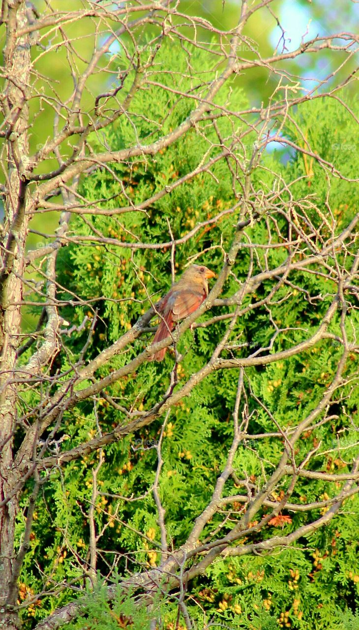 Female cardinal